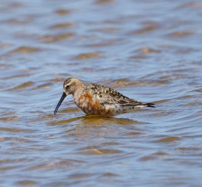 Curlew Sandpiper