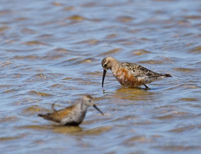 Curlew Sandpiper