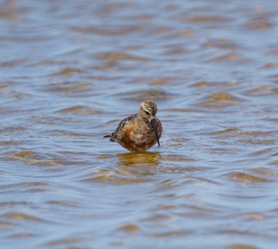 Curlew Sandpiper