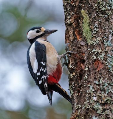 Great Spotted Woodpecker