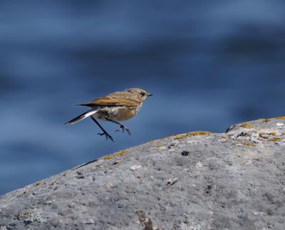 Northern Wheatear