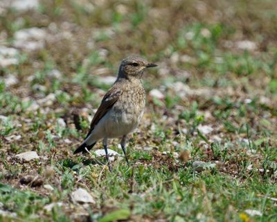 Northern Wheatear
