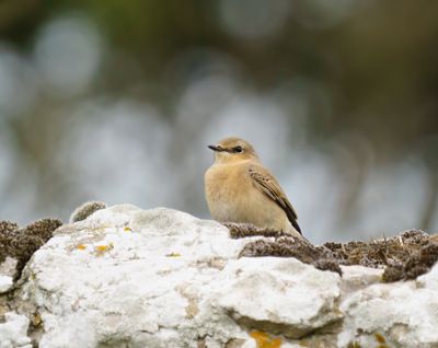 Northern Wheatear