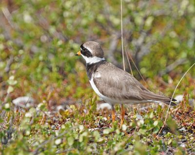 Common Ringed Plover