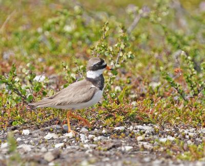 Common Ringed Plover