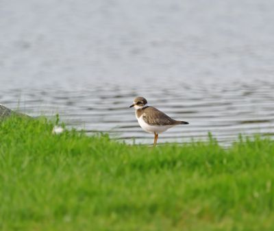 Common Ringed Plover