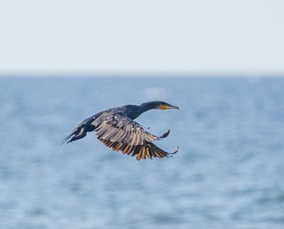 Great Cormorant