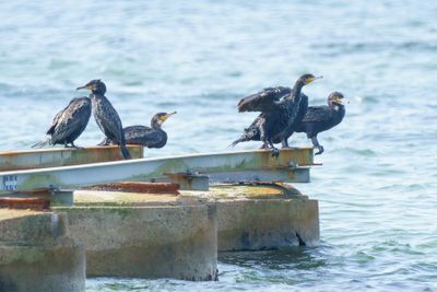 Great Cormorant
