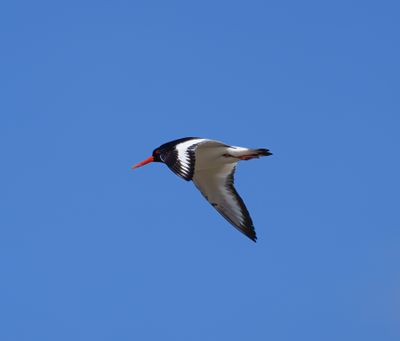 Eurasian Oystercatcher