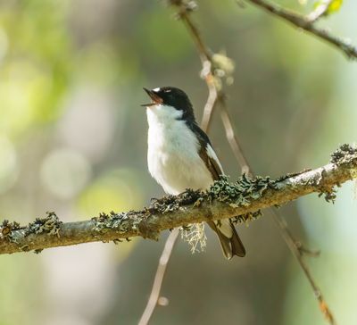 European Pied Flycatcher