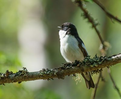 European Pied Flycatcher