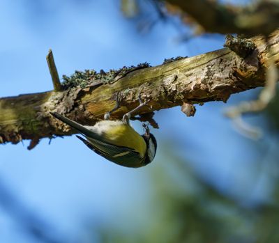 Great Tit