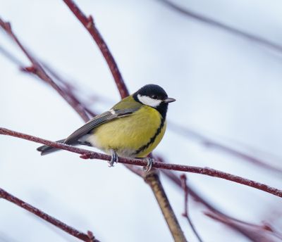 Great Tit