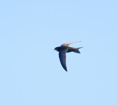 Common Swift