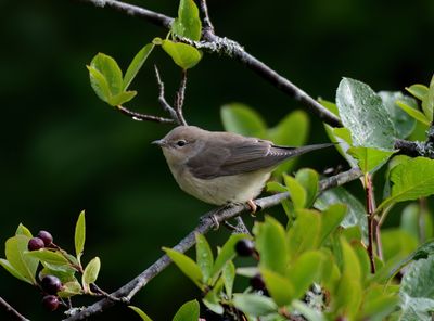 Garden Warbler