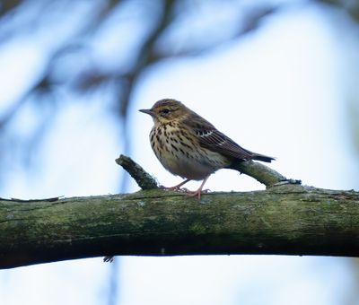 Tree Pipitg
