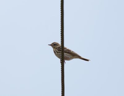 Tree Pipit