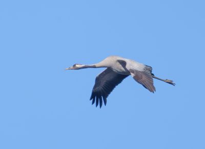 Common Crane