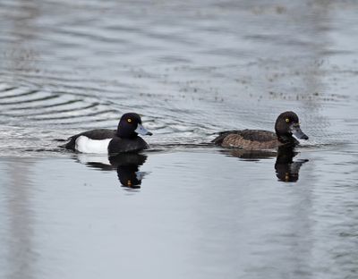 Tufted Duck