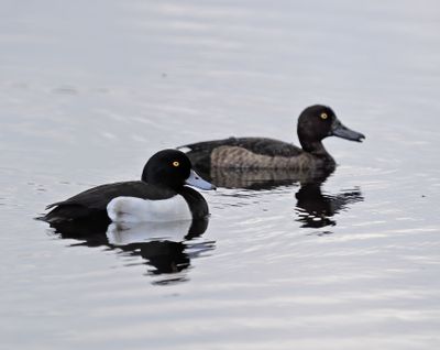 Tufted Duck