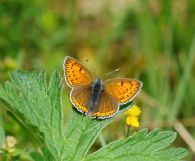 Butterflies in Sweden