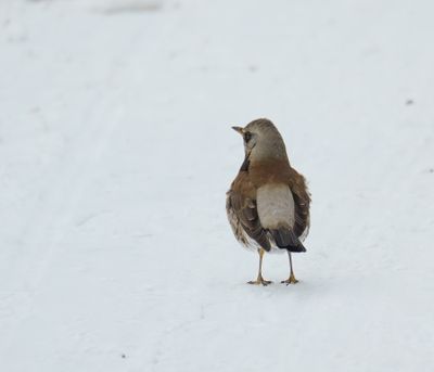 Fieldfare