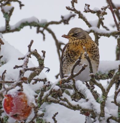 Fieldfare