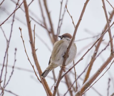 Eurasian Tree Sparrow