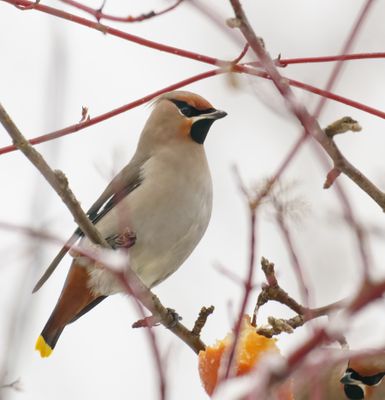 Bohemian Waxwing