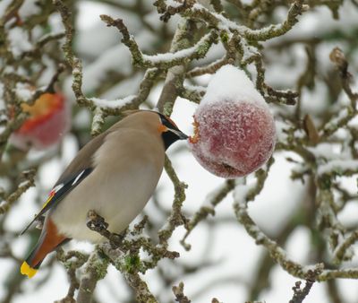 Bohemian Waxwing