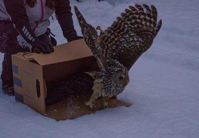 Ural Owl
