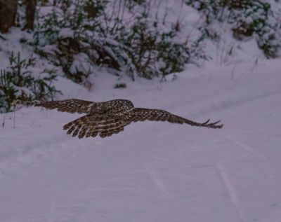 Ural Owl