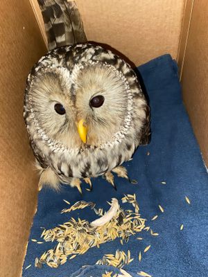 Ural Owl