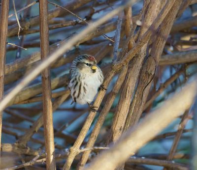 Common Redpoll