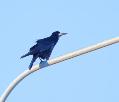 Rook