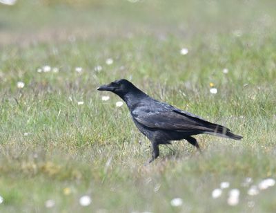 Carrion crow