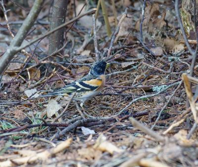 Brambling