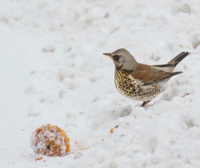 Fieldfare