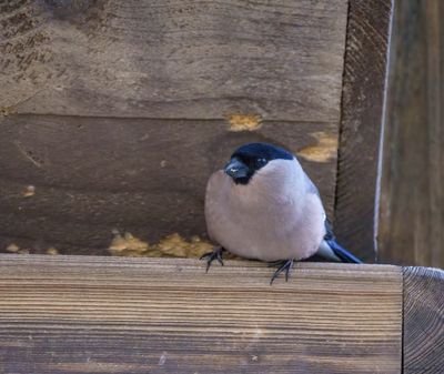 Common Bullfinch