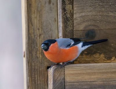 Common Bullfinch