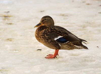 Mallard