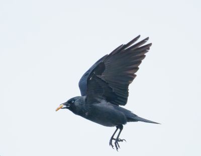 Western Jackdaw