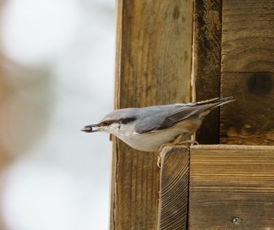 Eurasian Nuthatch