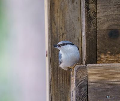 Eurasian Nuthatch