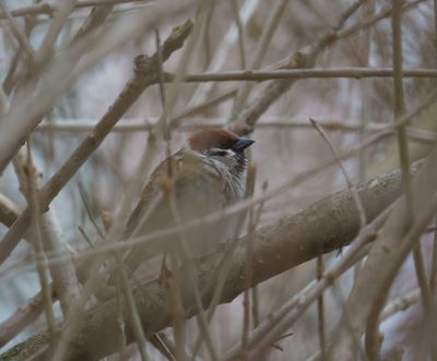 Eurasian Tree Sparrow