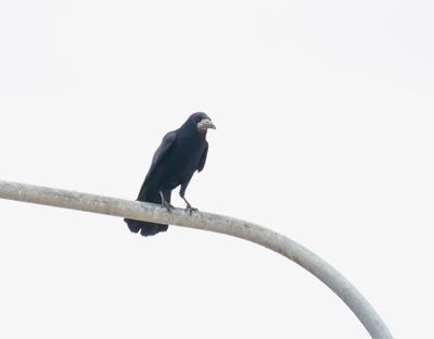 Rook