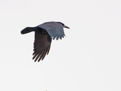 Rook