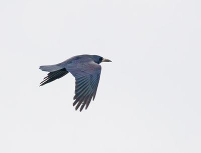 Rook