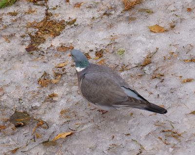 Common Wood Pigeon