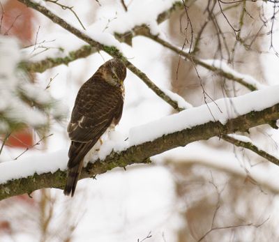 Eurasian Sparrowhawk